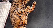 Blacky a rejoint le concours — aidez-le/la à gagner de superbes lots ! bengal_cat, cat, sleeping, bed, black_sheets, pillow, blue_blanket, indoor, pet, feline, resting, striped, spotted, fur, animal, cozy, comfortable, relaxed, nap, domestic_cat