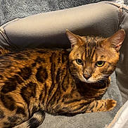Blacky participe au concours pour gagner de l'argent avec cette photo : bengal_cat, cat, pet_bed, feline, animal, domestic_cat, yellow_eyes, spotted_coat, cozy, resting, indoor, fur, cute, curious, relaxed, soft_texture, paw, whiskers, ears, bed