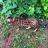 Blacky a rejoint le concours — aidez-le/la à gagner de superbes lots ! cat, bengal_cat, leash, outdoor, greenery, grass, plants, nature, pet, animal, feline, exploring, walking, spotted, collar, side_view, mammal, domestic_animal, leaf, ground
