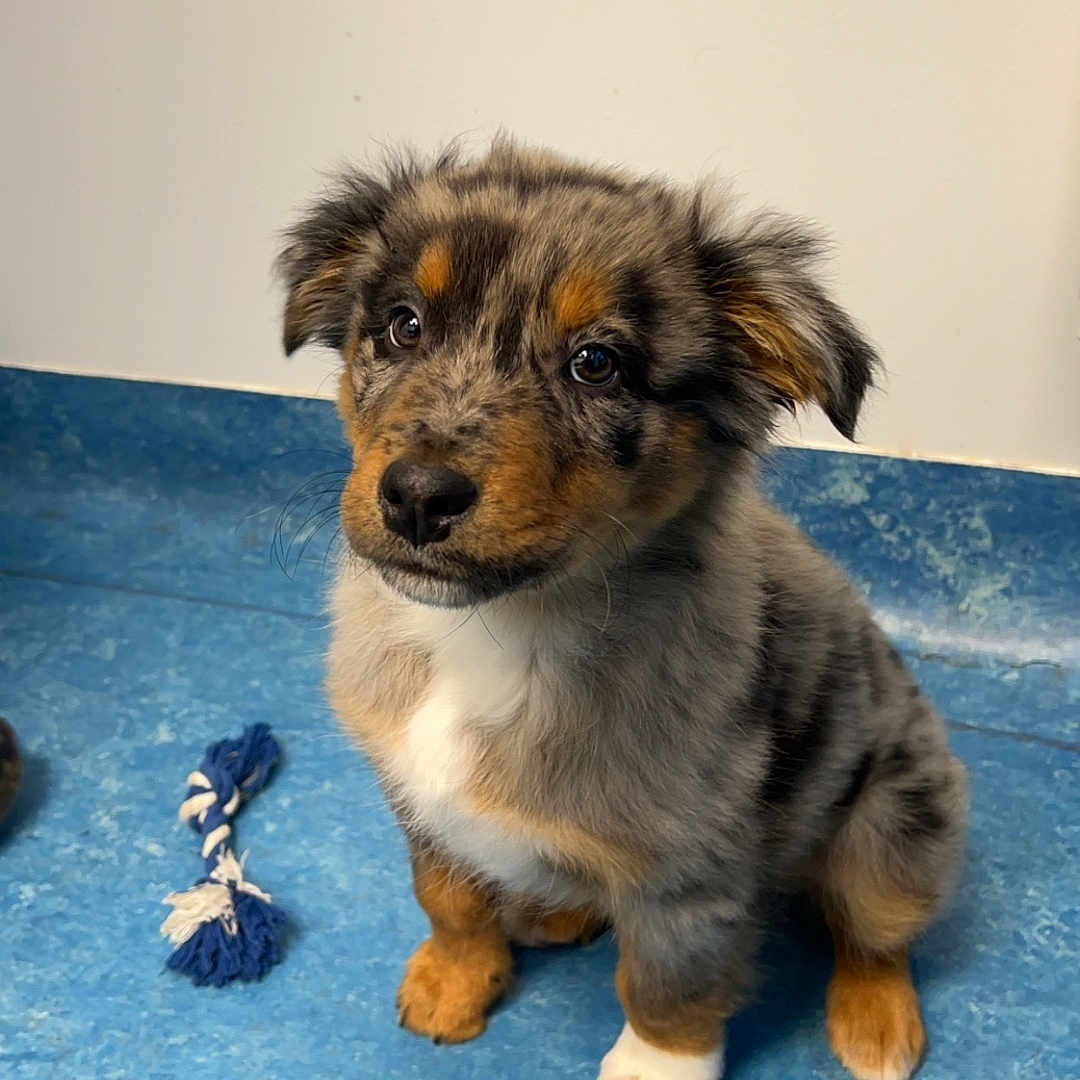 Junior a rejoint le concours — aidez-le/la à gagner de superbes lots ! animal, black, blue_floor, brown, curious, cute, dog, ears, eyes, fur, indoor, pet, playful, puppy, rope_toy, sitting, snout, toy, white, young