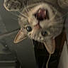 Milo is registered to the contest to win money with this photo: cat, close_up, upside_down, playful, mouth_open, whiskers, ears, indoor, pet, animal, feline, curious, blurred_background, cables, gray_fur, tabby, wide_eyes, cute, young_cat, expressive