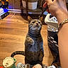 Milo joined the competition — help win amazing prizes! cat, tabby_cat, indoor, wooden_floor, laundry_basket, hand, paw, curious, reaching, drink_bottle, table, household_items, gloves, plastic_container, person_hand, floor, domestic_animal, pet, playful, background