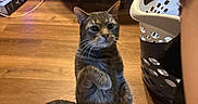 Milo is registered to the contest to win money with this photo: cat, tabby_cat, indoor, wooden_floor, laundry_basket, treat, pet, curious, standing, paw_raised, person_hand, household_items, floor, domestic_cat, orange_bottle, plastic_bottle, container, curiosity, tabby, pet_interaction