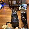 cat, tabby_cat, indoor, wooden_floor, laundry_basket, treat, pet, curious, standing, paw_raised, person_hand, household_items, floor, domestic_cat, orange_bottle, plastic_bottle, container, curiosity, tabby, pet_interaction