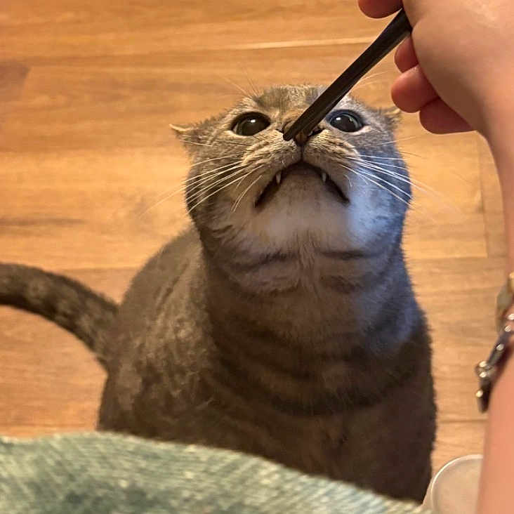 Milo