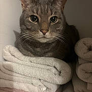 Milo is registered to the contest to win money with this photo: cat, gray_tabby, towels, folded_towels, laundry, indoor, pet, feline, whiskers, closeup, cozy, stack, shelf, soft_texture, domestic_animal, resting, curious, quiet, calm, cute