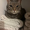 cat, gray_tabby, towels, folded_towels, laundry, indoor, pet, feline, whiskers, closeup, cozy, stack, shelf, soft_texture, domestic_animal, resting, curious, quiet, calm, cute