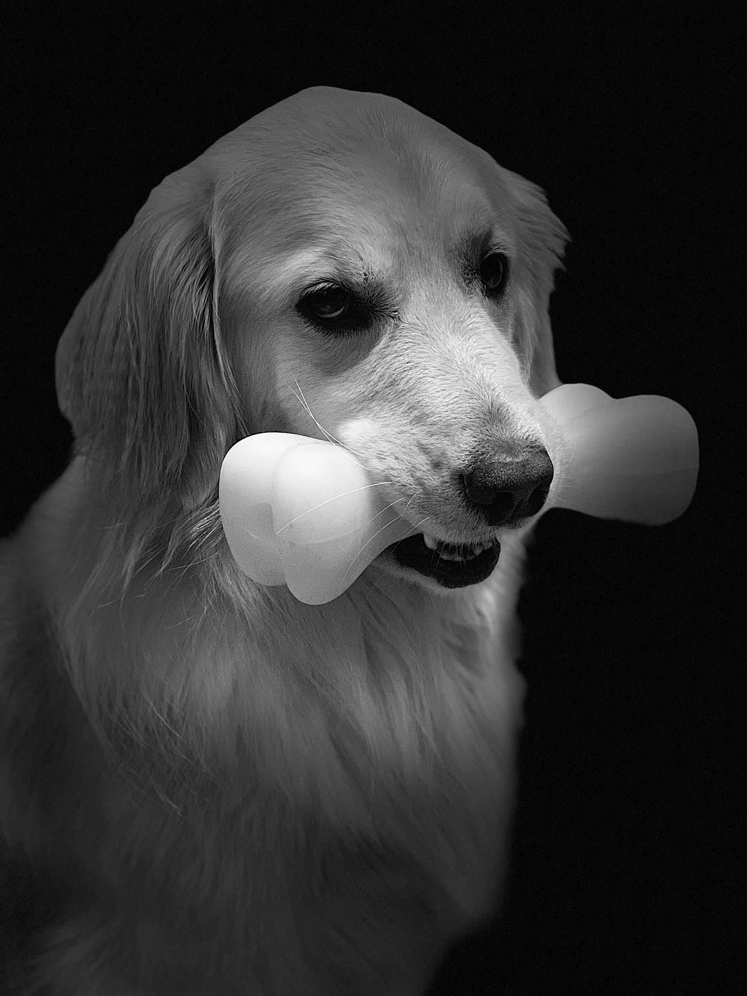 Mayce Willow is registered to the contest to win money with this photo: black_and_white, canidae, carnivore, companion_dog, dog, dog_breed, golden_retriever, mammal, rare_breed_dog, retriever, saluki, snout, sporting_group, vertebrate, whiskers