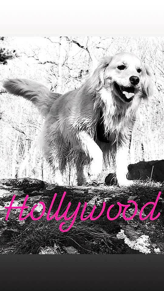 Mayce Willow is registered to the contest to win money with this photo: adaptation, album_cover, canidae, carnivore, companion_dog, dog, dog_breed, font, golden_retriever, graphic_design, graphics, hovawart, illustration, photo_caption, poster, retriever, sporting_group, style