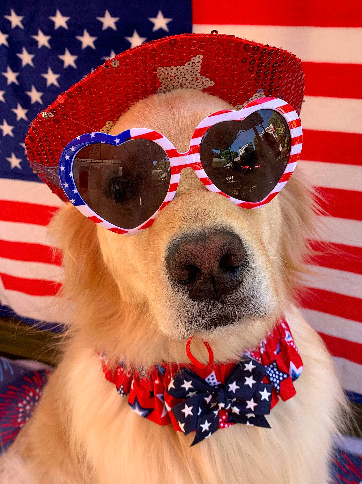 Mayce Willow is registered to the contest to win money with this photo: bow_tie, canidae, carnivore, companion_dog, costume_accessory, costume_hat, dog, dog_breed, dog_clothes, dog_collar, eyewear, fashion_accessory, glasses, hat, headgear, holiday, snout, sporting_group, sunglasses, vision_care
