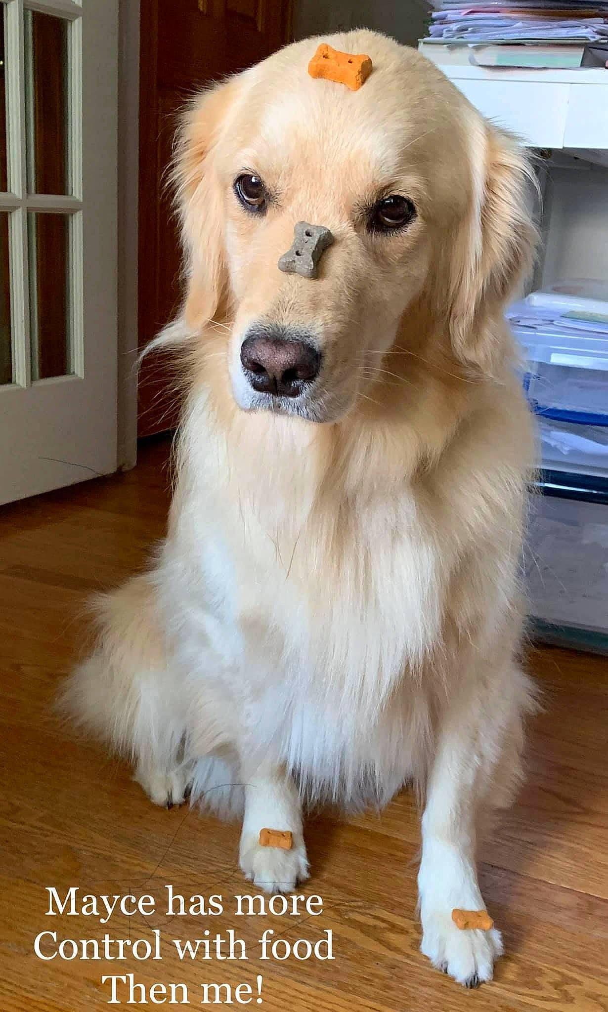 Mayce Willow is registered to the contest to win money with this photo: ancient_dog_breeds, canidae, carnivore, companion_dog, dog, dog_breed, fawn, fur, golden_retriever, hovawart, mammal, puppy, rare_breed_dog, retriever, small_greek_domestic_dog, snout, sporting_group, vertebrate, whiskers