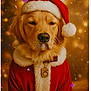 dog, golden_retriever, santa_hat, christmas, holiday, festive, costume, pet, portrait, furry, cute, animal, seasonal, red_clothing, fluffy, indoors, warm_lighting, bokeh, celebration, adorable