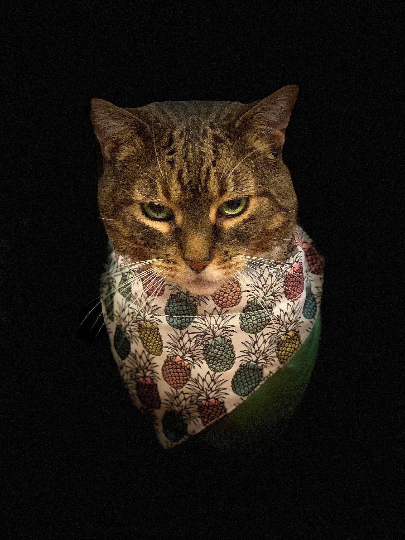 Cheyenne is registered to the contest to win money with this photo: american_shorthair, asian, california_spangled, carnivore, cat, domestic_short_haired_cat, egyptian_mau, european_shorthair, felidae, ocicat, pixie_bob, plant, small_to_medium_sized_cats, tabby_cat, whiskers, wild_cat