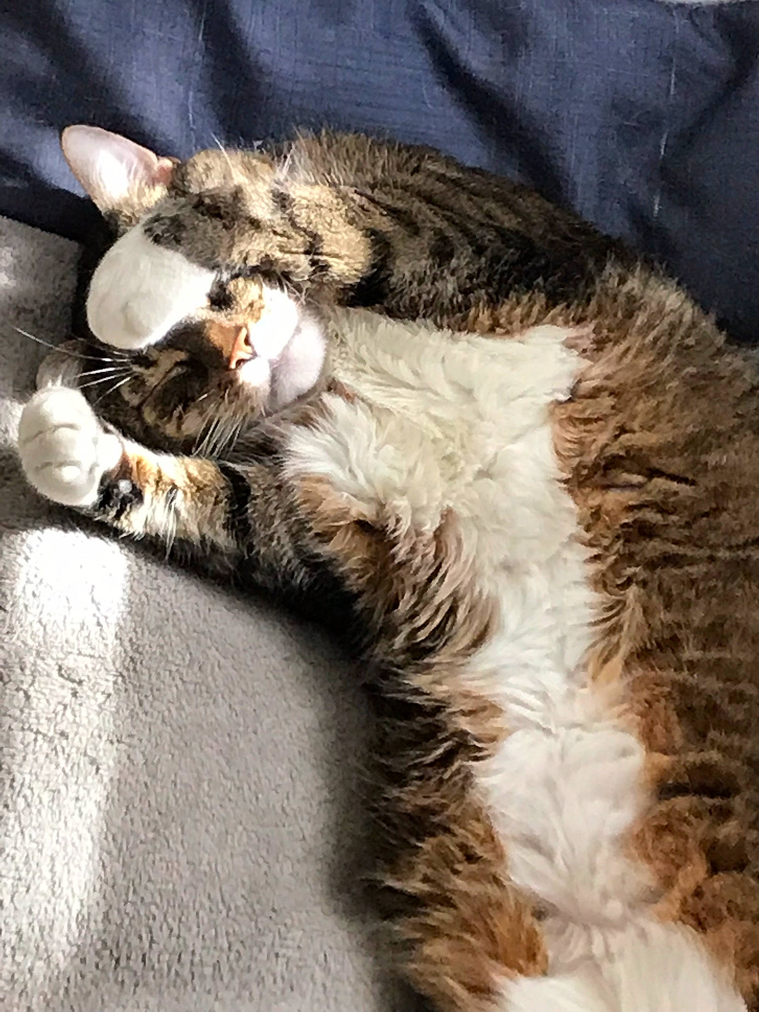 Cheyenne joined the competition — help win amazing prizes! american_wirehair, carnivore, cat, claw, domestic_long_haired_cat, domestic_short_haired_cat, dragon_li, european_shorthair, felidae, fur, laperm, nap, oriental_longhair, paw, pixie_bob, sleep, small_to_medium_sized_cats, snout, tabby_cat, whiskers