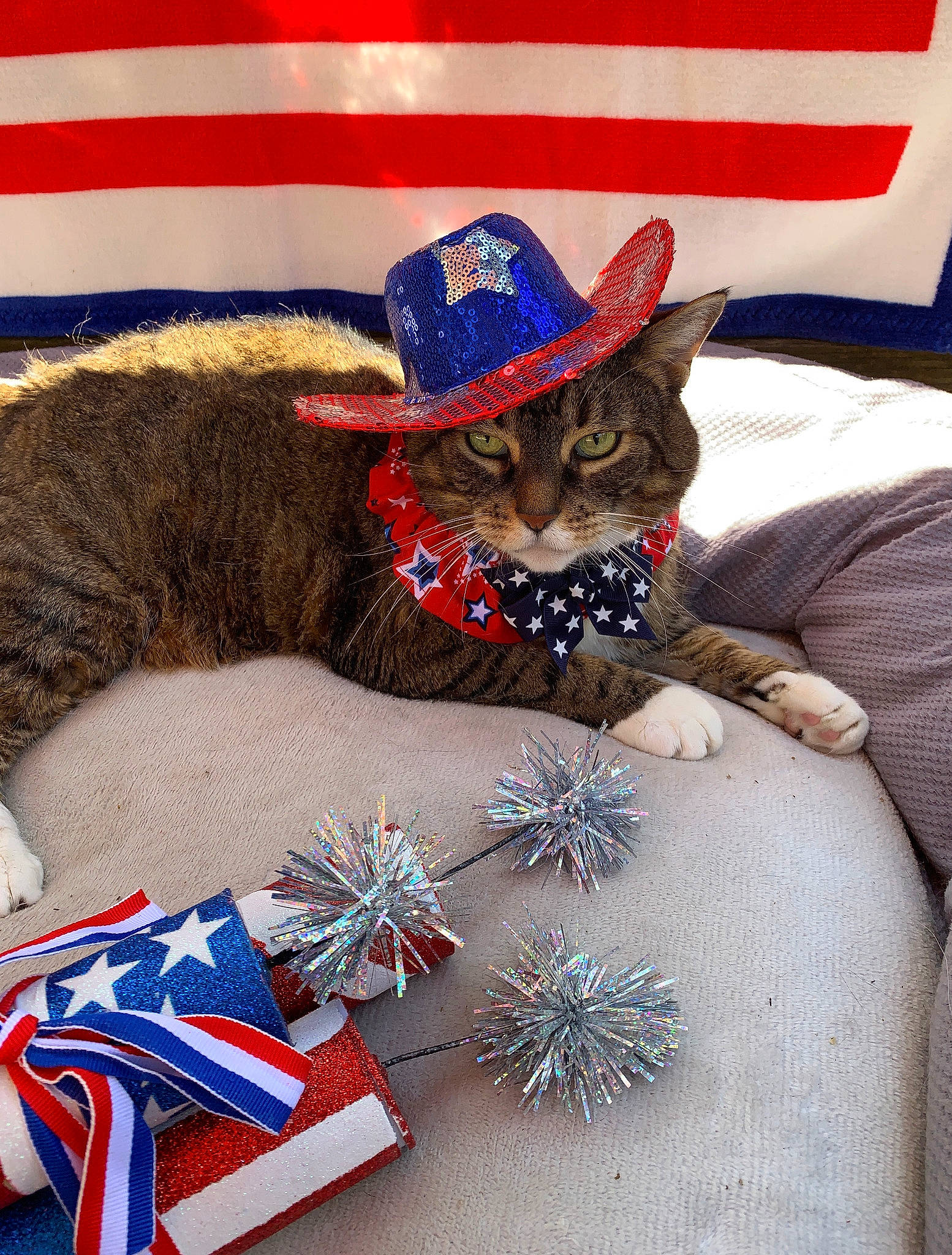 Cheyenne joined the competition — help win amazing prizes! canidae, carnivore, cat, christmas, christmas_eve, costume_hat, felidae, flag, flag_day_usa, flag_of_the_united_states, hat, headgear, holiday, party_hat, sporting_group