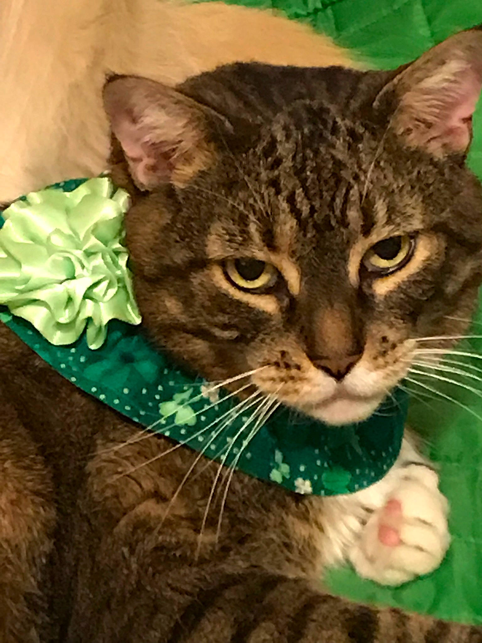 Cheyenne joined the competition — help win amazing prizes! american_shorthair, american_wirehair, asian, australian_mist, california_spangled, carnivore, cat, domestic_short_haired_cat, dragon_li, european_shorthair, felidae, german_rex, mammal, ocicat, pixie_bob, small_to_medium_sized_cats, snout, tabby_cat, whiskers, wild_cat