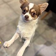 Mamour participe au concours pour gagner de l'argent avec cette photo : adorable, alert, animal, brown_and_white, canine, close_up, cute, dog, domestic_animal, ears, expression, floor, front_paws, furry, indoor, looking_up, paw, pet, small_dog, standing