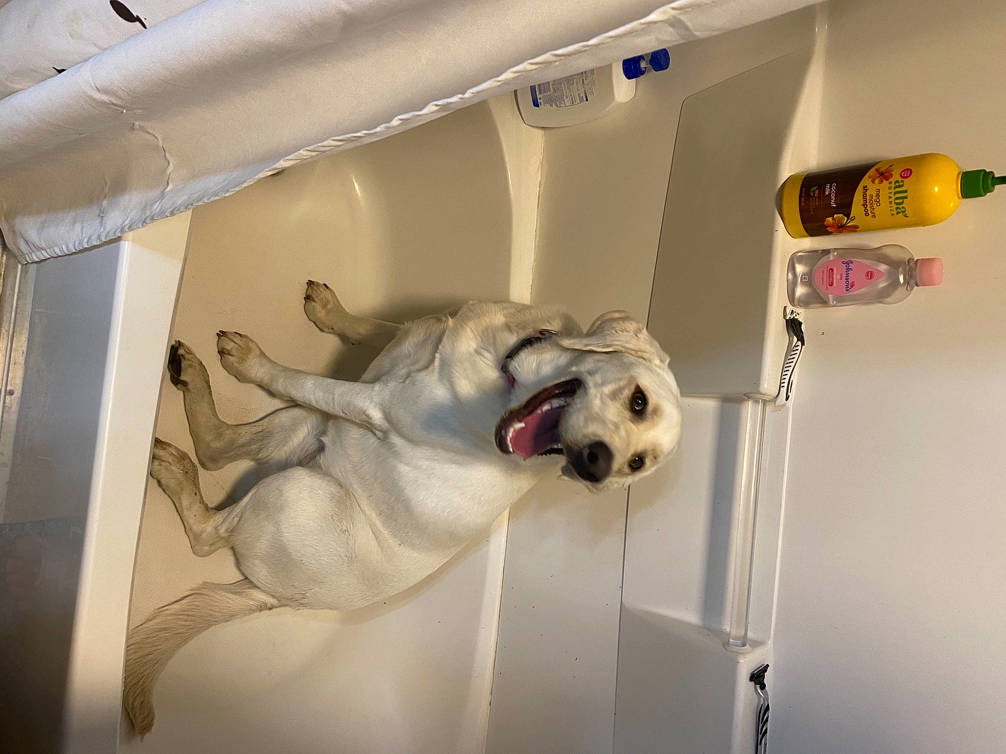 Lola is registered to the contest to win money with this photo: aerospace_engineering, art, automotive_design, carnivore, ceiling, companion_dog, dog, kitchen_appliance, machine, non_sporting_group, room, snout, sporting_group, vehicle_door, visual_arts