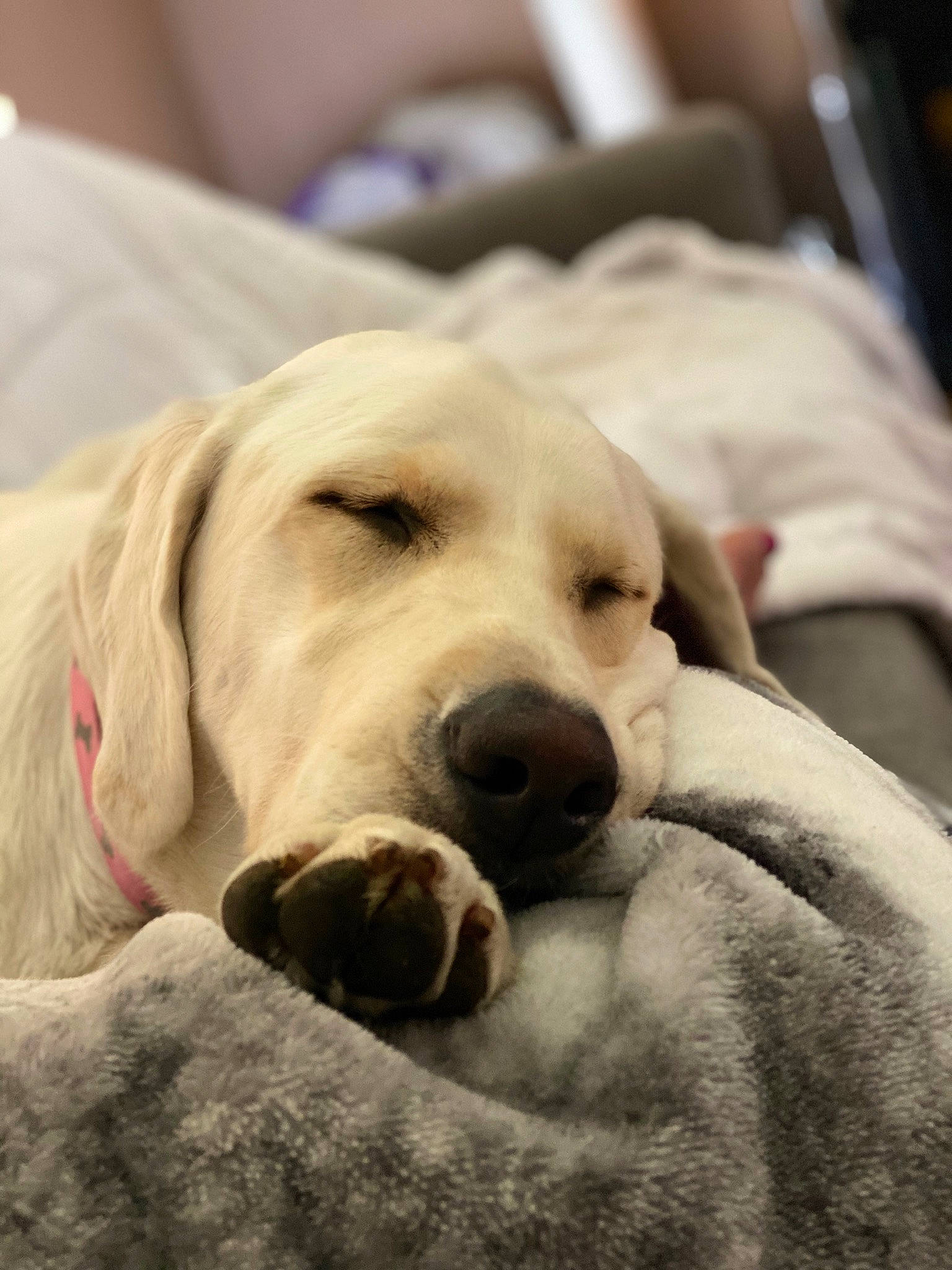 Lola joined the competition — help win amazing prizes! bedtime, canidae, carnivore, comfort, companion_dog, dog, dog_breed, dog_supply, fawn, fur, guard_dog, labrador_retriever, monochrome_photography, non_sporting_group, pet_supply, retriever, snout, sporting_group, whiskers, working_animal