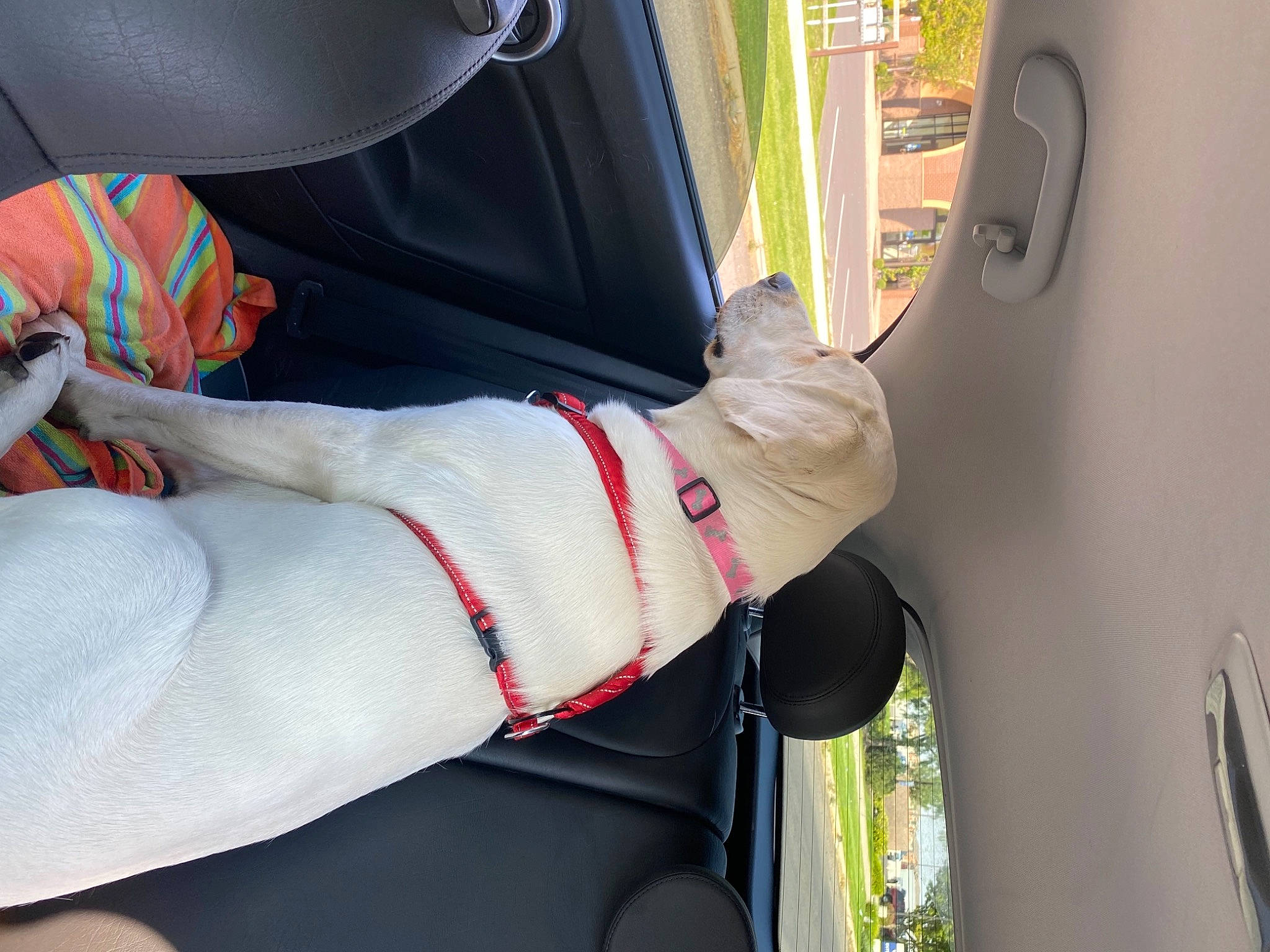 Lola is registered to the contest to win money with this photo: auto_part, automotive_design, automotive_exterior, automotive_window_part, car_seat, car_seat_cover, carmine, comfort, dog, family_car, human_leg, mode_of_transport, motor_vehicle, seat_belt, steering_part, tints_and_shades, vehicle, vehicle_door, window, windshield