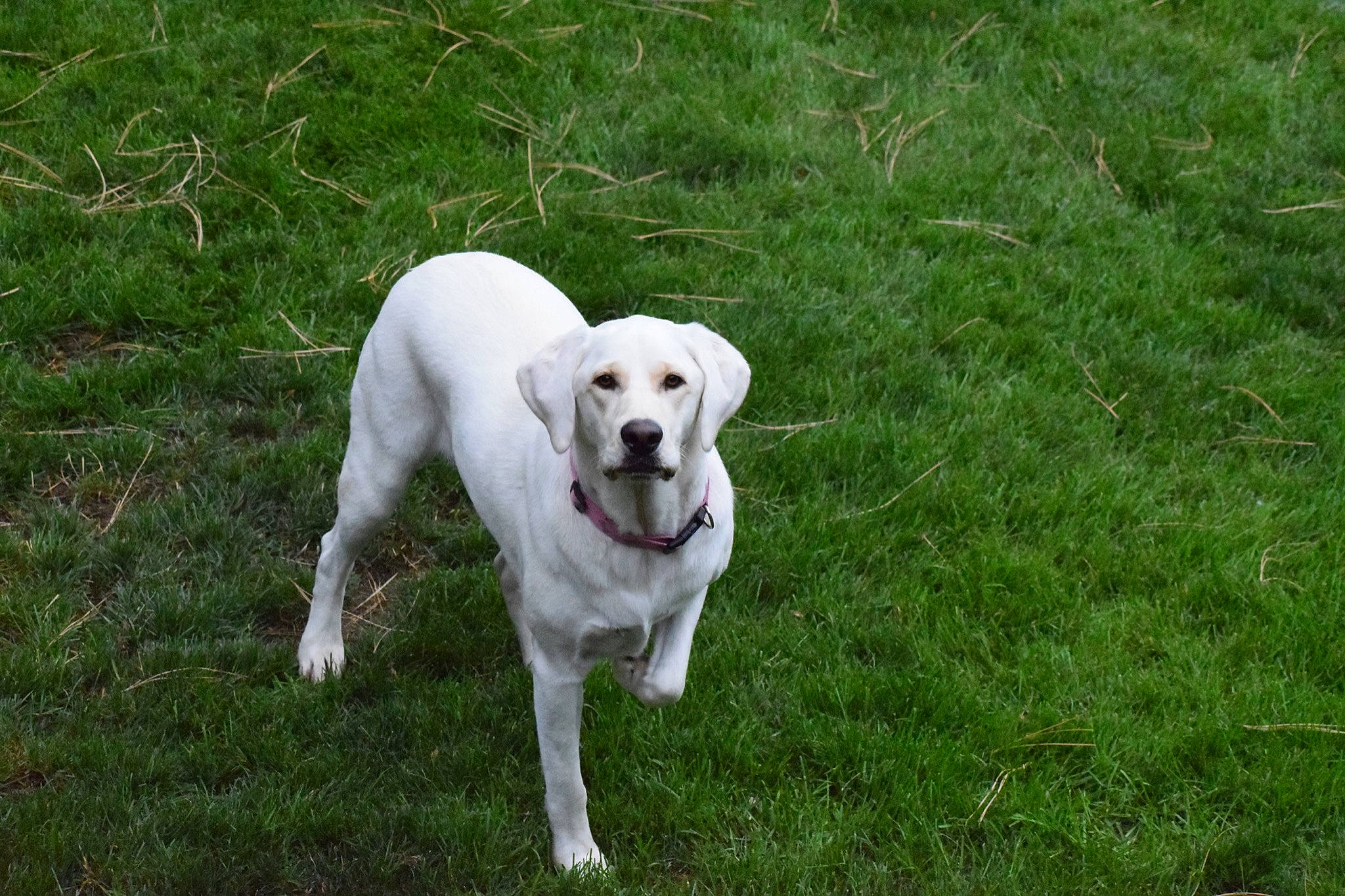 Lola is registered to the contest to win money with this photo: canidae, carnivore, collar, companion_dog, dog, dog_breed, dog_collar, dog_supply, dogo_guatemalteco, fawn, grass, gun_dog, paw, pet_supply, plant, retriever, snout, sporting_group, tail, working_animal