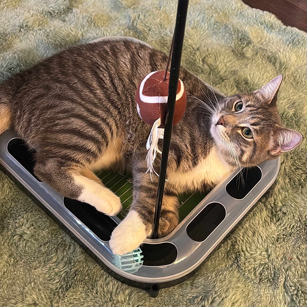 Cherito is registered to the contest to win money with this photo: animal, carpet, cat, curious, cute, domestic, ears, feline, floor, football, indoor, paw, pet, plastic, playful, relaxed, tabby, toy, track, whiskers