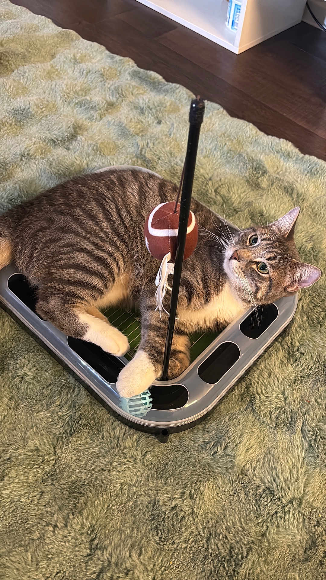 Cherito is registered to the contest to win money with this photo: animal, carpet, cat, curious, cute, domestic, ears, feline, floor, football, indoor, paw, pet, plastic, playful, relaxed, tabby, toy, track, whiskers