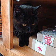 Plume a rejoint le concours — aidez-le/la à gagner de superbes lots ! box, cardboard, carnivore, carton, cat, domestic_short_haired_cat, felidae, flooring, hardwood, packaging_and_labeling, plank, plywood, shipping_box, small_to_medium_sized_cats, tail, varnish, whiskers, window, wood, wood_stain