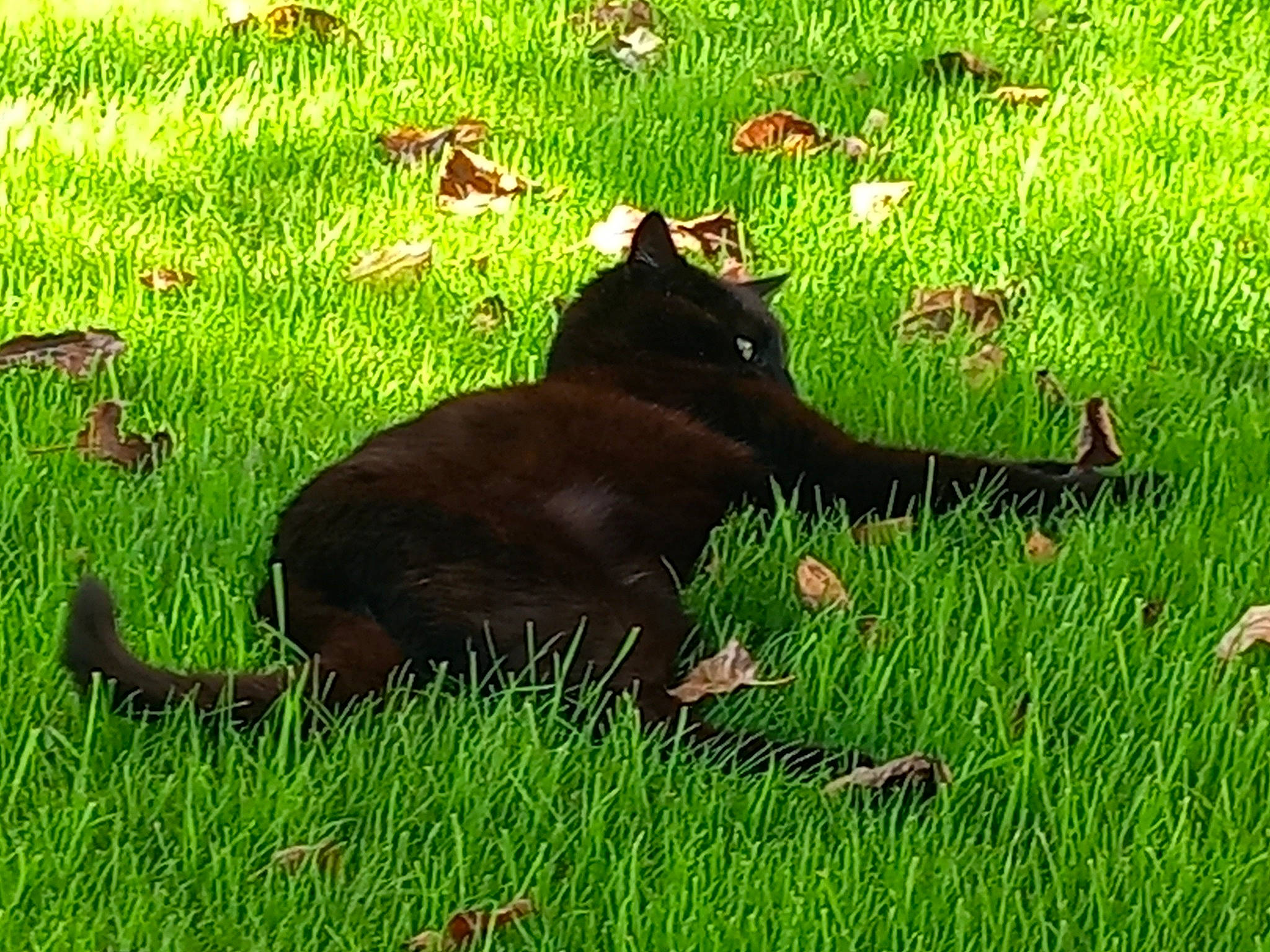 Plume a rejoint le concours — aidez-le/la à gagner de superbes lots ! black_cat, canidae, carnivore, cat, dog_breed, felidae, fur, grass, grassland, groundcover, lawn, people_in_nature, plant, small_to_medium_sized_cats, sporting_group, tail, terrestrial_animal, tints_and_shades, tree, whiskers