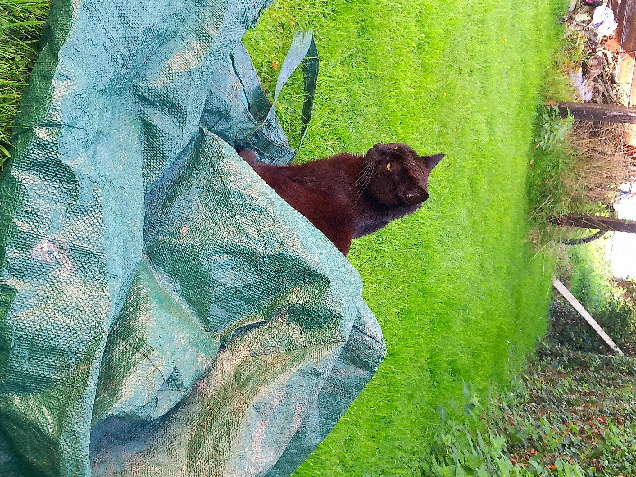 Plume a rejoint le concours — aidez-le/la à gagner de superbes lots ! art, carnivore, cat, electric_blue, fawn, felidae, grass, groundcover, leaf, pattern, plant, russian_blue, small_to_medium_sized_cats, tail, terrestrial_animal, tints_and_shades, tree, trunk, whiskers, wood