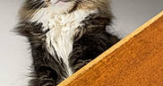Oréo participe au concours pour gagner de l'argent avec cette photo : cat, fluffy, long_hair, pet, animal, wood, indoor, curious, feline, face, whiskers, ears, nose, eyes, portrait, looking_up, domestic_cat, muzzle, tabby, white_chest