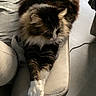 animal, armrest, cat, couch, cozy, domestic_animal, feline, fluffy, fur, home, indoor, living_room, long_hair, mammal, paws, pet, relaxing, resting, tabby, white_paws