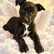Shadow is registered to the contest to win money with this photo: adorable, angel_wings, animal, black_fur, clouds, digital_composite, dog, dramatic_lighting, fantasy, front_view, heavenly, lying_down, outdoor, pet, portrait, puppy, sky, sunlight, sunrays, white_chest