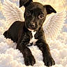 adorable, angel_wings, animal, black_fur, clouds, digital_composite, dog, dramatic_lighting, fantasy, front_view, heavenly, lying_down, outdoor, pet, portrait, puppy, sky, sunlight, sunrays, white_chest