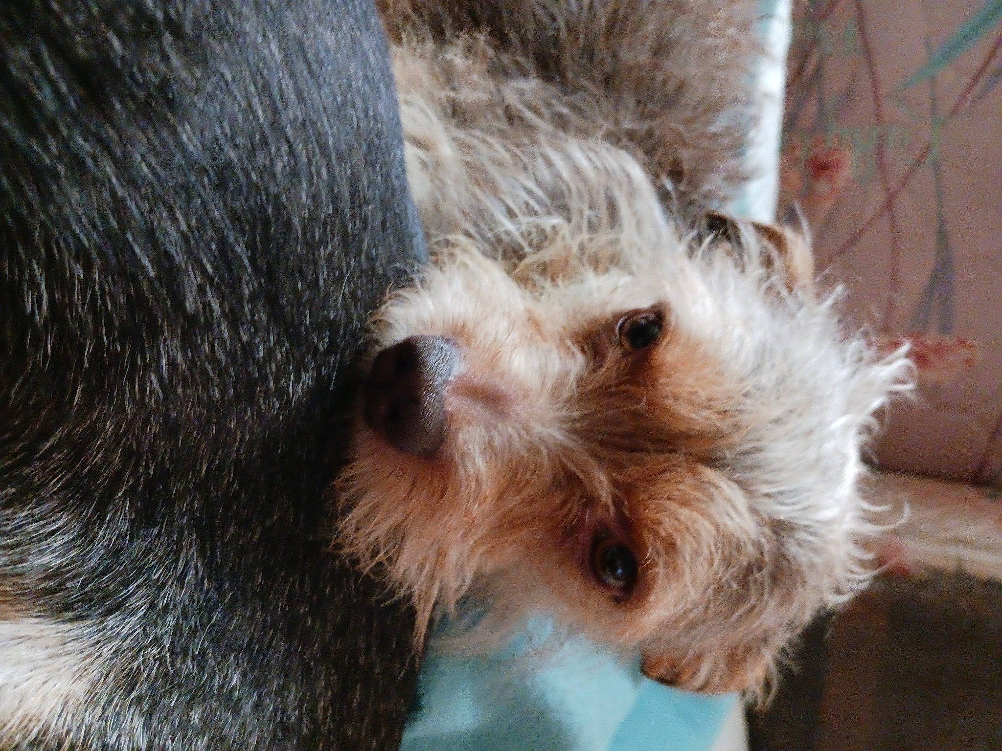 Pooky is registered to the contest to win money with this photo: canidae, carnivore, close_up, companion_dog, dog, dog_breed, fawn, fur, paw, puppy, small_terrier, snout, sporting_group, tail, terrestrial_animal, terrier, toy_dog, whiskers, working_animal