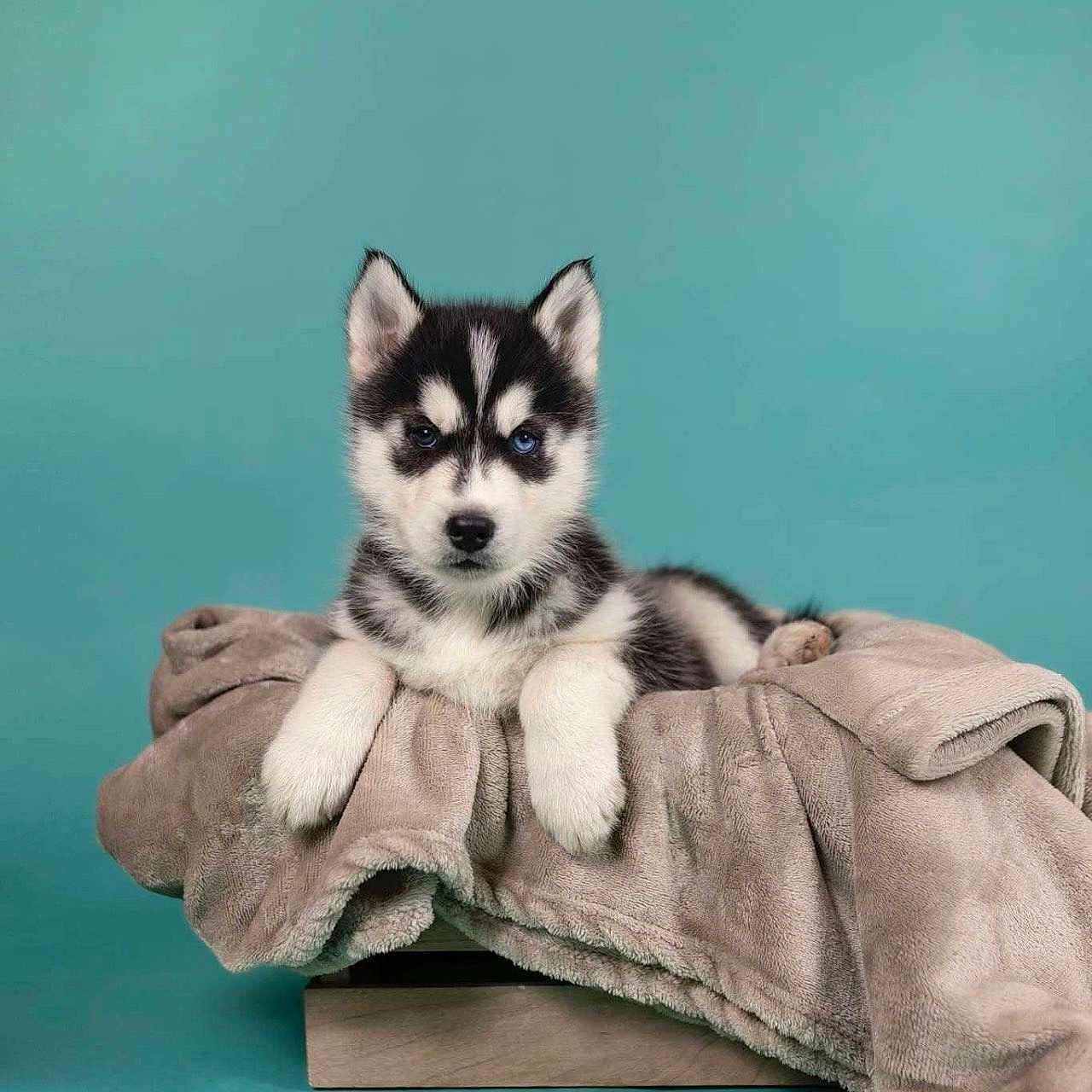 Volt participe au concours pour gagner de l'argent avec cette photo : animal, blanket, canine, cat, dog, dogbed, husky, kitten, pet, puppy