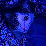 Bear joined the competition — help win amazing prizes! animal, black_and_white, blanket, blue_lighting, cat, close_up, cozy, cuddly, eyes, fabric, face, feline, fur, indoors, nose, patterned, pet, photography, portrait, whiskers