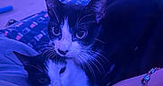 Bear joined the competition — help win amazing prizes! animal, bed, black_and_white, blanket, blue_lighting, cats, close_up, cozy, cuddling, ears, eyes, feline, indoor, pet, photography, portrait, purple_lighting, relaxed, tuxedo_cats, whiskers