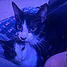 animal, bed, black_and_white, blanket, blue_lighting, cats, close_up, cozy, cuddling, ears, eyes, feline, indoor, pet, photography, portrait, purple_lighting, relaxed, tuxedo_cats, whiskers