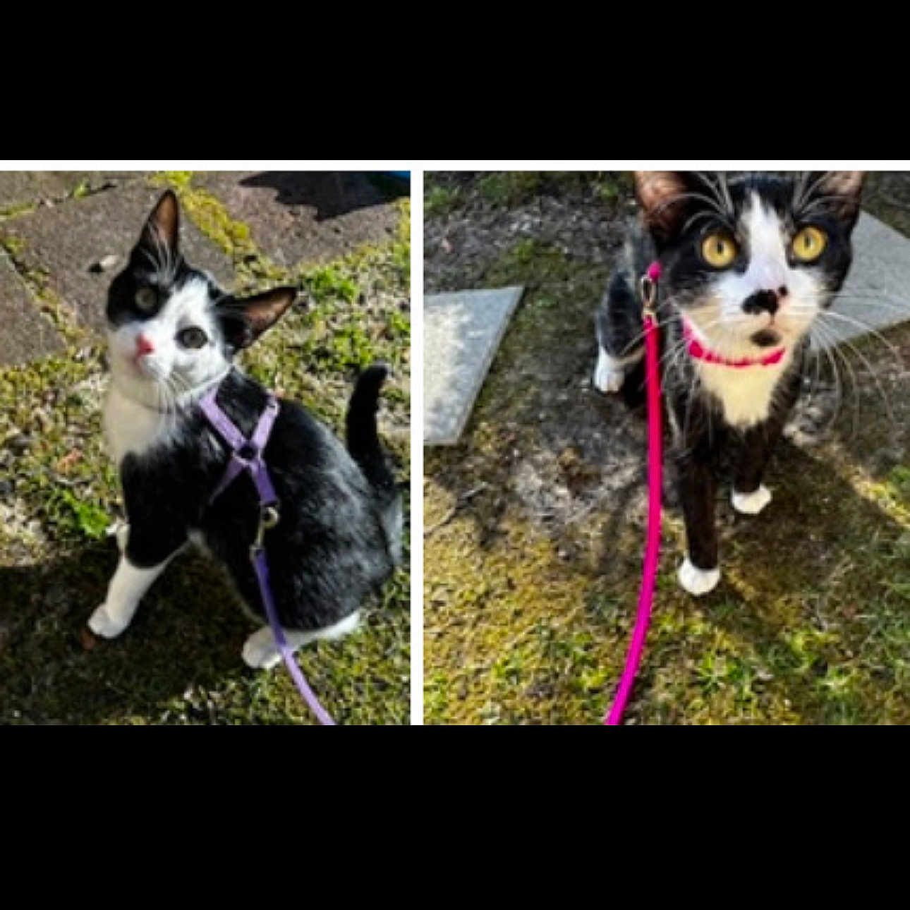 Bear And Luna is registered to the contest to win money with this photo: accessories, animal, art, bostonbull, bulldog, canine, cat, collage, collar, dog, formalwear, harness, husky, kitten, leash, manx, pet, snout, strap, tie