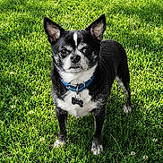 Booba participe au concours pour gagner de l'argent avec cette photo : dog, chihuahua, black_and_white, collar, tag, grass, outdoor, pet, animal, standing, alert, fur, ears, small_dog, nature, daylight, greenery, cute, portrait, looking