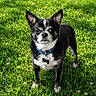 alert, animal, black_and_white, chihuahua, collar, cute, daylight, dog, ears, fur, grass, greenery, looking, nature, outdoor, pet, portrait, small_dog, standing, tag