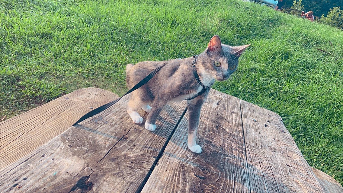 Beyoncé joined the competition — help win amazing prizes! canidae, carnivore, cat, dog_breed, domestic_short_haired_cat, fawn, felidae, fur, grass, groundcover, hardwood, plant, small_to_medium_sized_cats, snout, sporting_group, tail, terrestrial_animal, whiskers, wildlife, wood