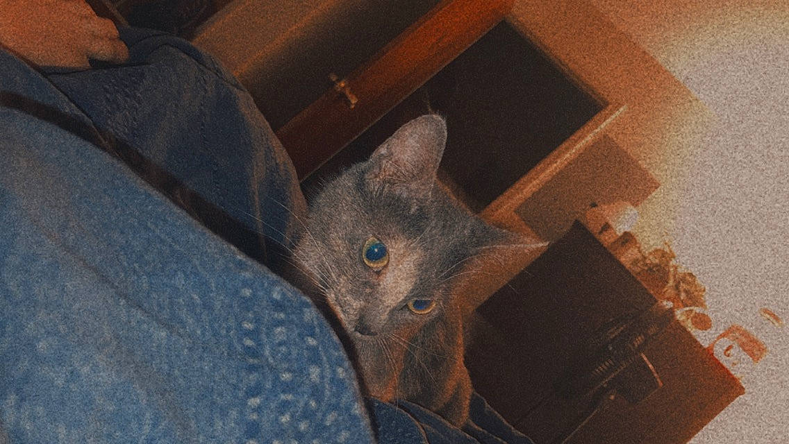 Beyoncé is registered to the contest to win money with this photo: black_cat, carnivore, cat, chartreux, comfort, domestic_short_haired_cat, ear, fawn, felidae, fur, grey, hardwood, russian_blue, small_to_medium_sized_cats, snout, tail, whiskers, wood