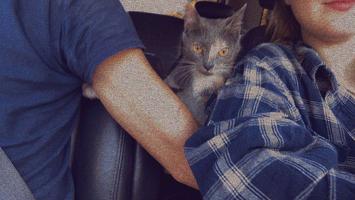 Beyoncé is registered to the contest to win money with this photo: carnivore, cat, comfort, denim, domestic_short_haired_cat, ear, elbow, electric_blue, felidae, fur, gesture, grey, hand, lap, nail, pattern, plaid, small_to_medium_sized_cats, tartan, whiskers