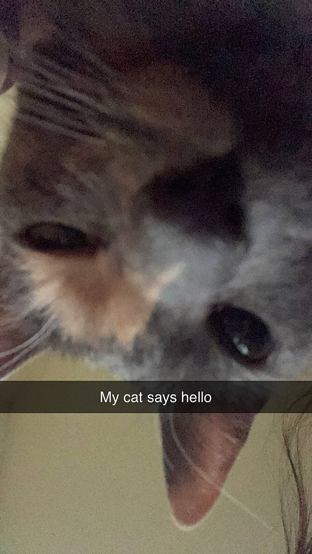 Beyoncé joined the competition — help win amazing prizes! canidae, carnivore, cat, cloud, dog_breed, eyelash, felidae, font, fur, jaw, nose, selfie, sky, small_to_medium_sized_cats, snout, sporting_group, tail, whiskers, wildlife, wood