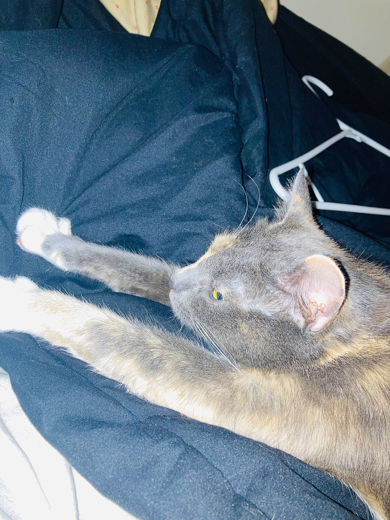 Beyoncé joined the competition — help win amazing prizes! carnivore, cat, collar, denim, domestic_short_haired_cat, electric_blue, fawn, felidae, fur, gesture, grey, jaw, russian_blue, sleeve, small_to_medium_sized_cats, snout, t_shirt, tail, textile, whiskers