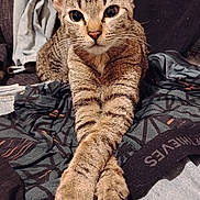 Pooter joined the competition — help win amazing prizes! animal, cat, clothing, crossed_legs, cute, domestic_animal, ears, fabric, face, feline, fur, indoor, looking_at_camera, paws, pet, relaxed, resting, tabby, texture, whiskers