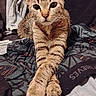 animal, cat, clothing, crossed_legs, cute, domestic_animal, ears, fabric, face, feline, fur, indoor, looking_at_camera, paws, pet, relaxed, resting, tabby, texture, whiskers