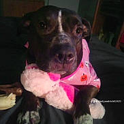 Bella joined the competition — help win amazing prizes! animal, bedroom, black_dog, canine, closeup, comfort, companion, cute, dog, domestic_animal, furniture, halloween_theme, indoor, paws, pet, pink_clothing, plush_toy, resting, sleepwear, stuffed_toy